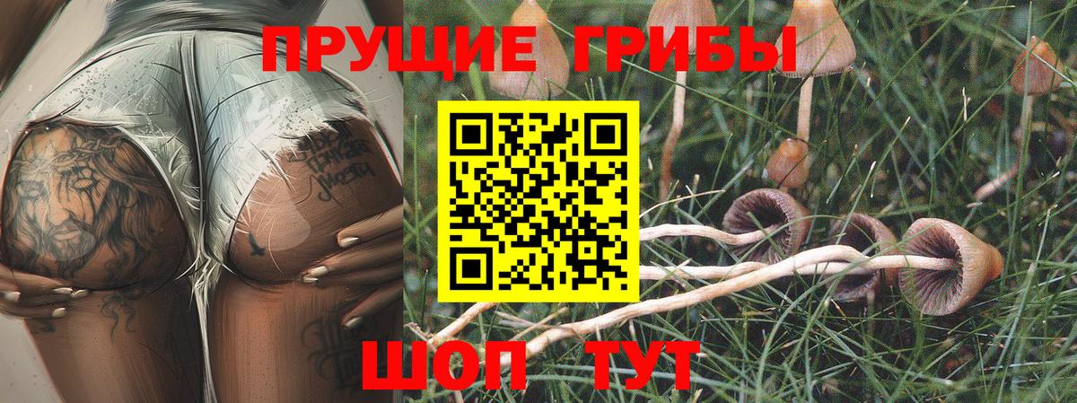как найти закладки  Вход с VPN  Сызрань  Галлюциногенные грибы Psilocybe  Псилоцибиновые грибы MAGIC MUSHROOMS 